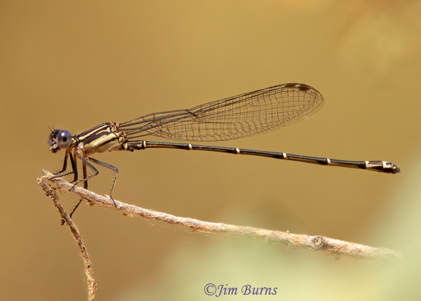 Dusky Dancer striped male, either immature or adult fresh from copulation, Maricopa Co., AZ, July 2022--9533