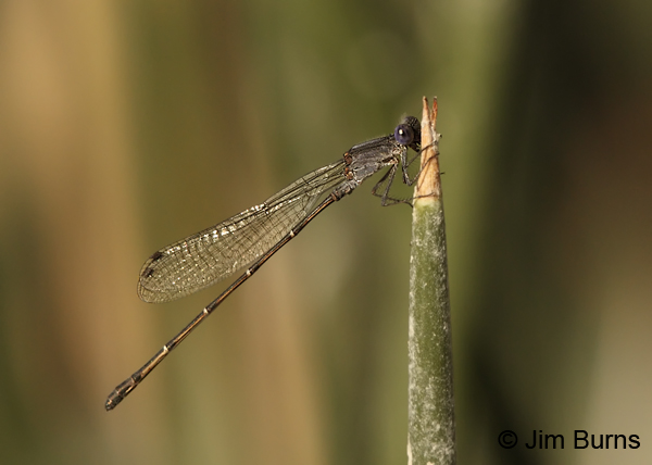 Dusky Dancer male, Maricopa Co., AZ, December 2012