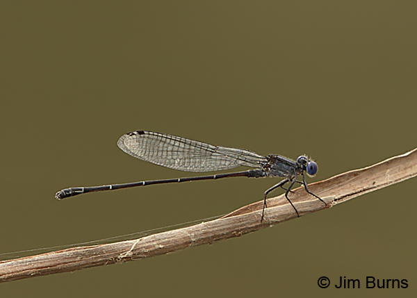 Dusky Dancer male, Maricopa Co., AZ, October 2015