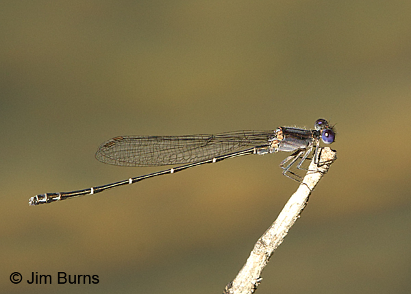 Dusky Dancer male, Maricopa Co., AZ, October 2017