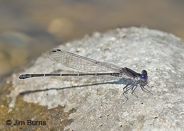 Dusky Dancer male, Real Co., TX, August 2017