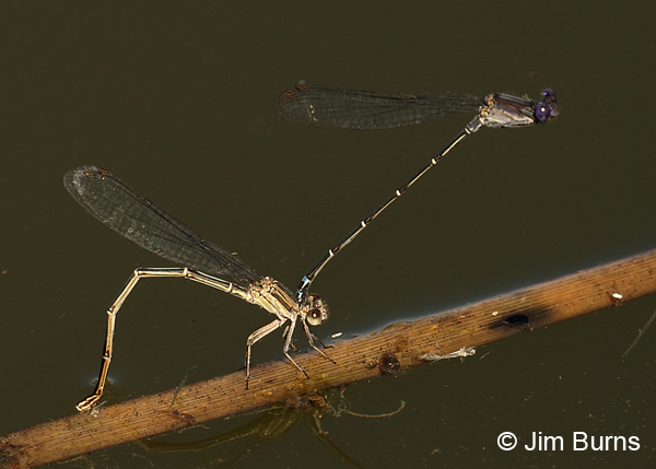 Dusky Dancer pair in tandem, female ovipositing, Maricopa Co., AZ, October 2017