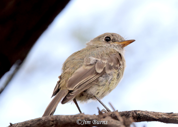 Dusky Flycatcher, Arizona, 10-18-21, very worn, pre-molt--7990