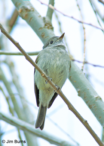 Dusky Flycatcher lower mandible