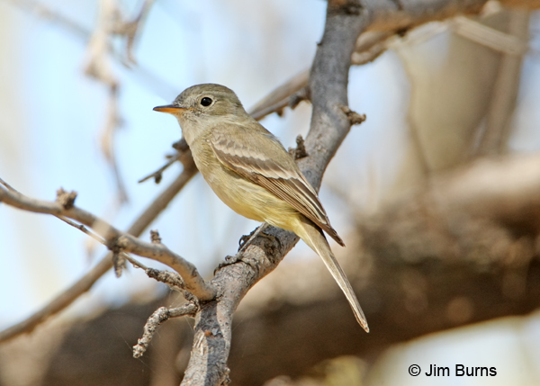 Dusky Flycatcher