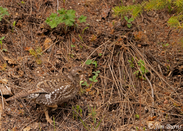 Dusky Grouse female camouflage--1876