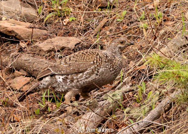 Dusky Grouse female feeding on vegetation--1911