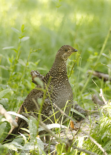 Dusky Grouse female in habitat--5255