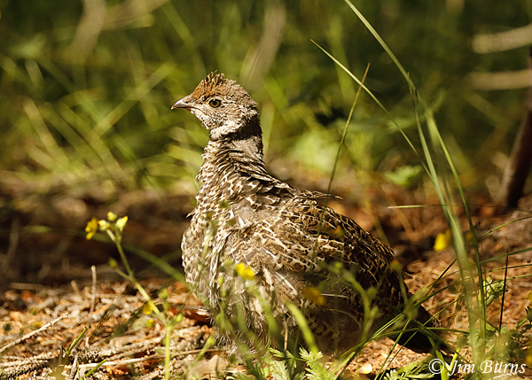 Dusky Grouse juvenile--5259