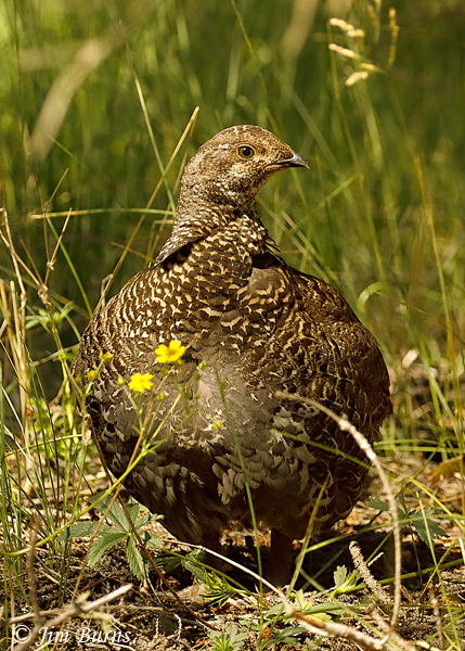 Dusky Grouse female--5272