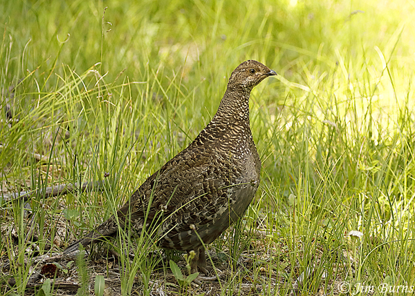 Dusky Grouse female portrait--5286