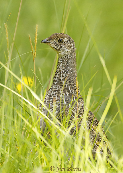 Dusky Grouse juvenile #2--5305