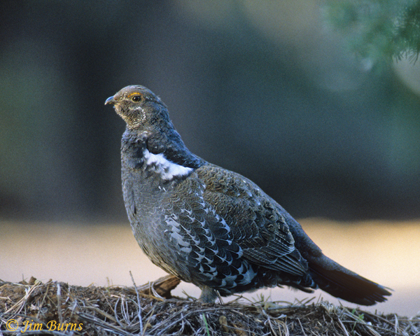 Dusky Grouse male