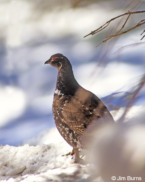 Dusky Grouse male in snow