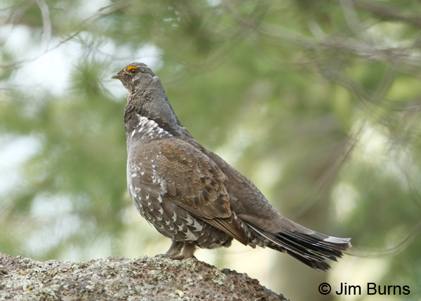 Dusky Grouse male on lookout rock