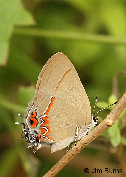 Dusky-blue Groundstreak, Texas
