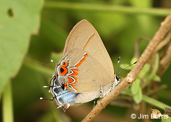 Dusky-blue Groundstreak showing blue hindwing, Texas