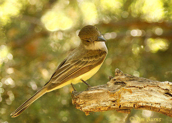 Dusky-capped Flycatcher long rictal bristles--2437