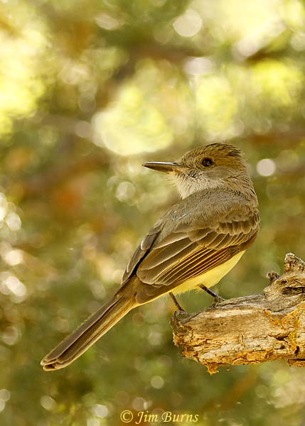 Dusky-capped Flycatcher vertical--2439