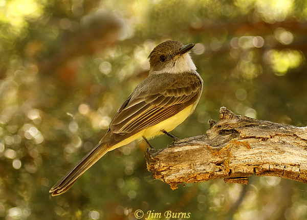 Dusky-capped Flycatcher--2443