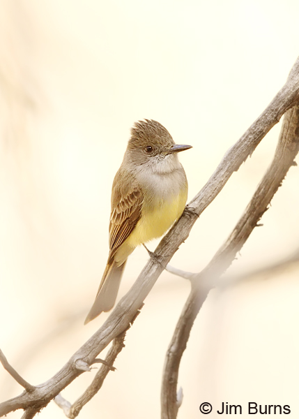 Dusky-capped Flycatcher on branch