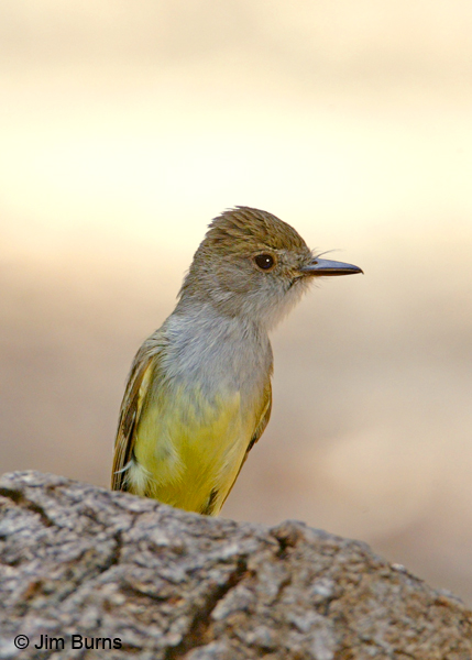 Dusky-capped Flycatcher ventral