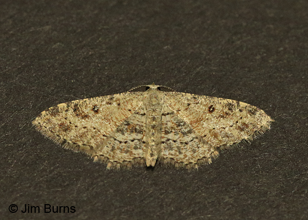 Dwarf Tawny Wave Moth #2, Arizona