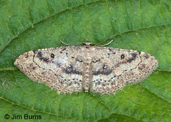 Dwarf Tawny Wave Moth #3, Arizona