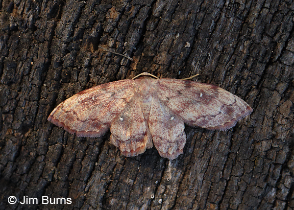 Dwarf Tawny Wave Moth #4, Arizona