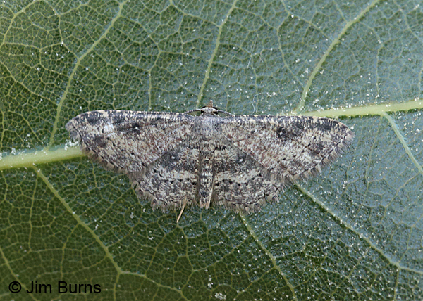 Dwarf Tawny Wave Moth #4, Ash Canyon, Arizona