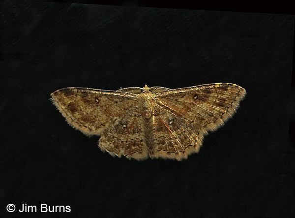 Dwarf Tawny Wave Moth on black, Arizona