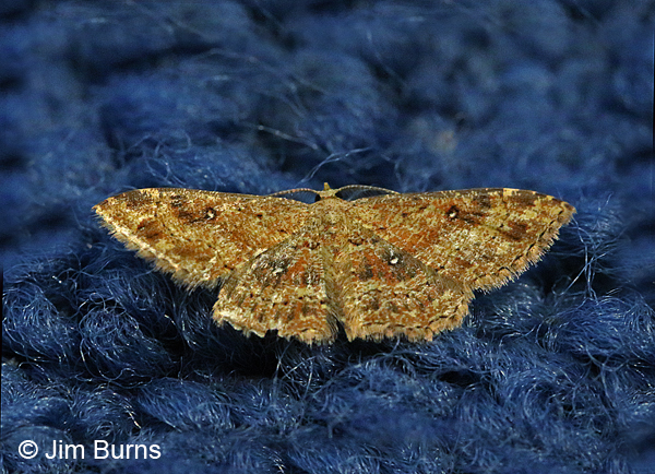 Dwarf Tawny Wave Moth on carpet, Arizona
