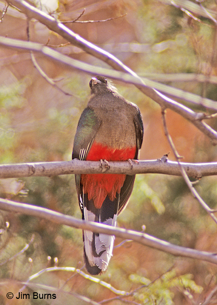 Eared Quetzal female