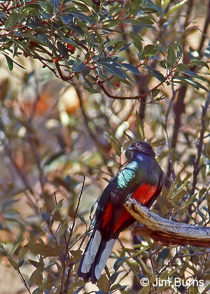 Eared Quetzal male ventral view