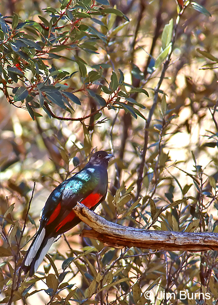 Eared Quetzal male