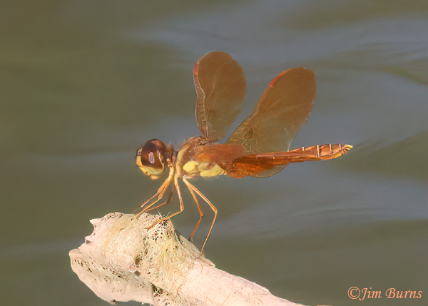 Eastern Amberwing male, Hidalgo Co., TX, September 2023--4437