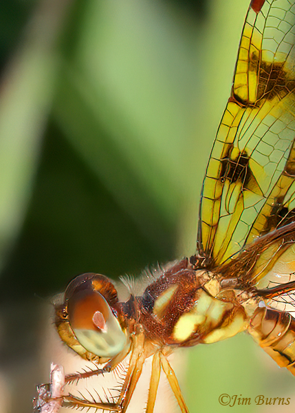 Eastern Amberwing female, Hidalgo Co., TX, September 2023--4448