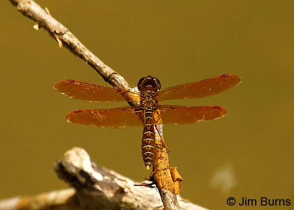 Eastern Amberwing male, Santa Rosa Co., FL, May 2018--9285