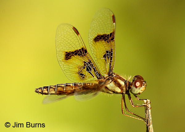 Eastern Amberwing female, Hidalgo Co., TX, November 2017