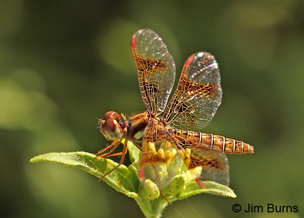 Eastern Amberwing female, Cameron Co., TX, October 2016