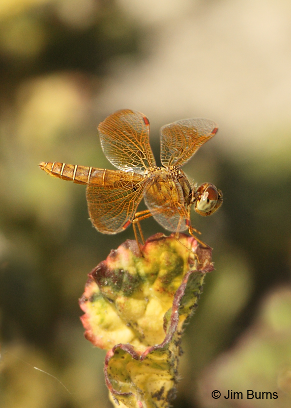 Eastern Amberwing female, Hidalgo Co., TX, October 2011