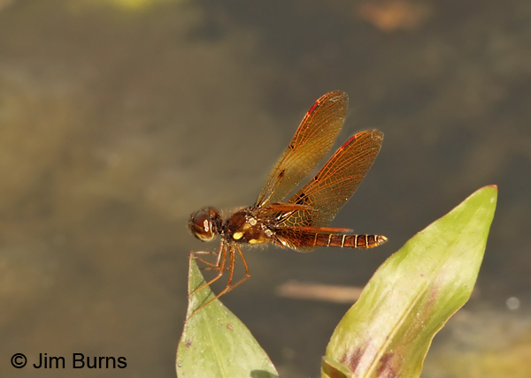 Eastern Amberwing female, Monroe Co., FL, December 2012
