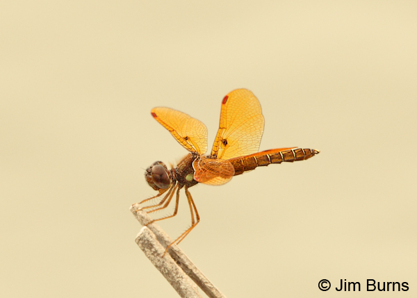 Eastern Amberwing male, Hidalgo Co., TX, March 2013