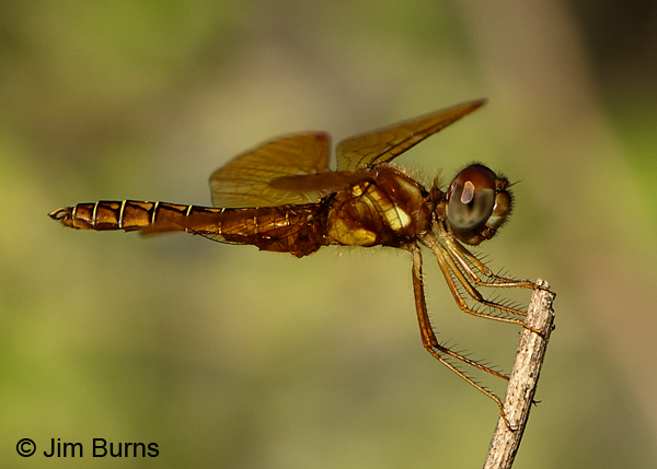 Eastern Amberwing male, Hidalgo Co., TX, October 2016