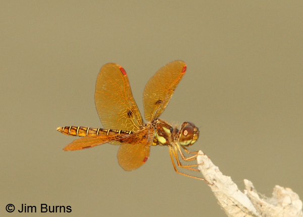 Eastern Amberwing male, Hidalgo Co., TX, May 2012