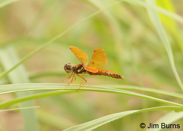Eastern Amberwing male, UvaldeCo., TX, September 2012
