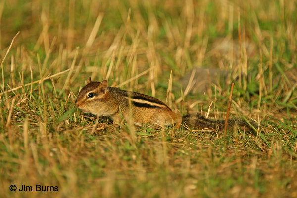 Eastern Chipmunk