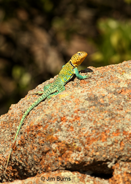 Eastern Collared Lizard male