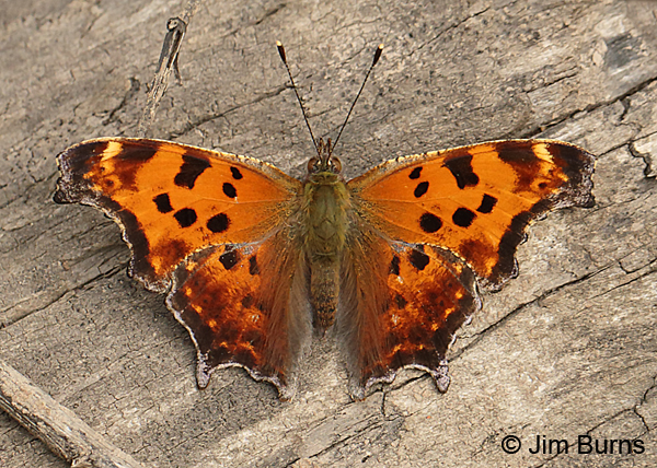 Eastern Comma, Minnesota, September