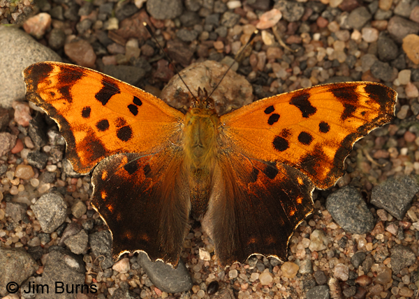 Eastern Comma, Minnesota, May